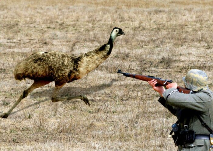 Emu Savaşı